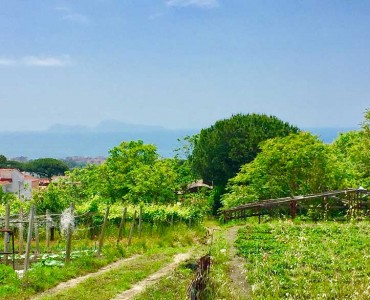 Rudere con appezzamento di terreno